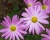 Хризантема "Клара Кертис"