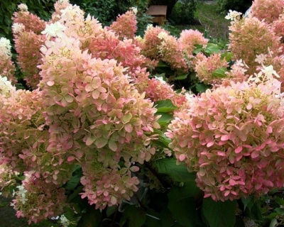 Гортензия метельчатая "Фантом" (Phantom)