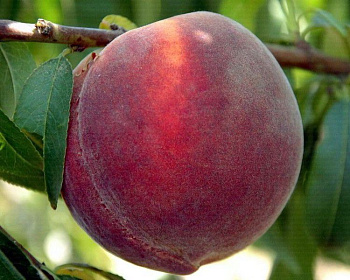 Персик "Рубино"