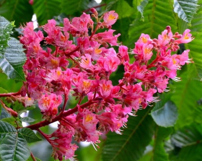 Каштан конский "Бриоти"