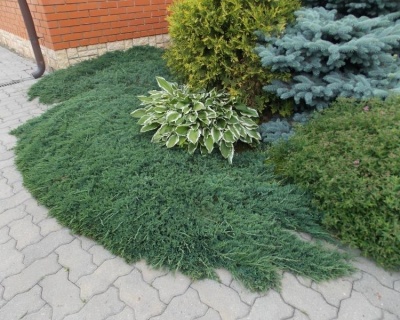 Можжевельник горизонтальный "Вилтони"