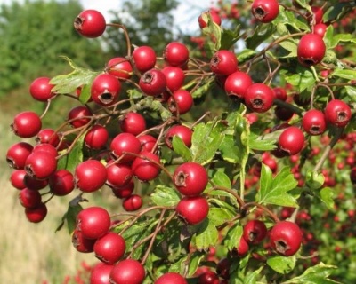 Боярышник крупноплодный "Бусинг"