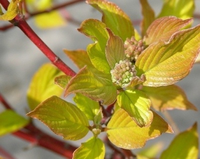 Дерен белый "Ауреа" (Aurea)