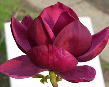 Магнолия "Дженни"