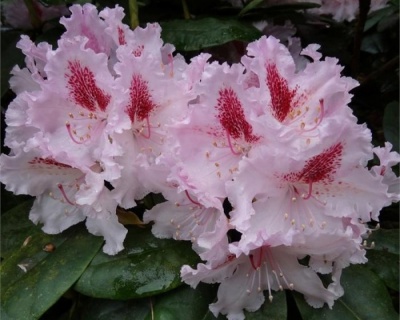 Рододендрон "Ле Прогрес"