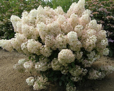 Гортензия метельчатая "Бобо" (Bobo)