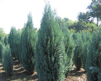 Кипарисовик Лавсона "Блю Сюрпрайз"