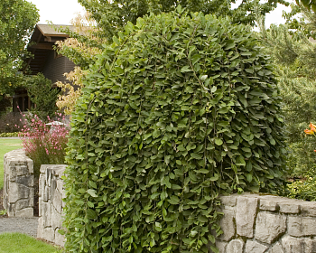 Ива козья "Пендула" (штамбовая форма)