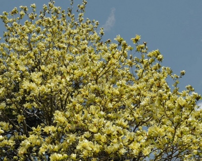 Магнолия "Еллоу Ривер"