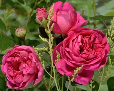 Пионовидная Роза «Леди Оф Мегинч»