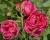 Пионовидная Роза «Леди Оф Мегинч»