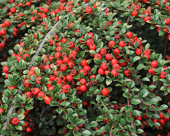 Кизильник гибридный  "Корал Бьюти"