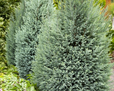 Кипарисовик Лавсона "Блю Сюрпрайз"