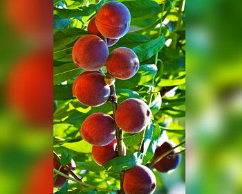 Персик колоновидный "Золотой триумф"