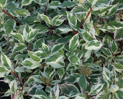 Дерен белый "Сибирика" (Sibirica)