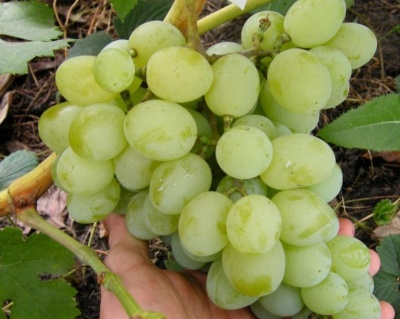 Виноград "Талисман"