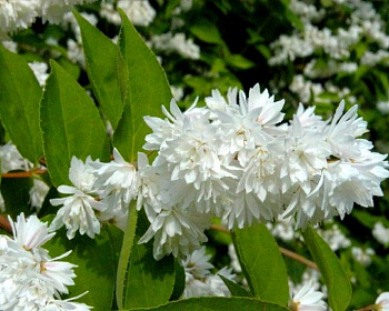 Дейция шершавая "Прайд оф Рочестер" (Pride of Rochester)