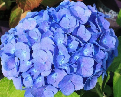 Гортензия крупнолистная "Эвер Блю" (Ever Blue)