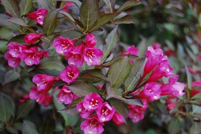 Вейгела цветущая "Minor Black"