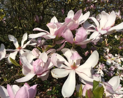 Магнолия "Пинки"