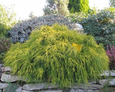 Кипарисовик Горохоплодный "Санголд"