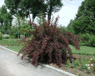 Пузыреплодник "Саммер Вайн" (Summer Wine)