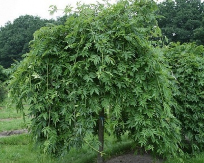 Ясень обыкновенный «Пендула»