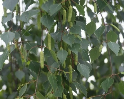 Береза бородавчатая (повислая)