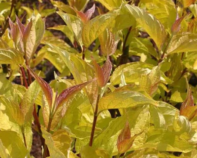 Дерен белый "Ауреа" (Aurea)