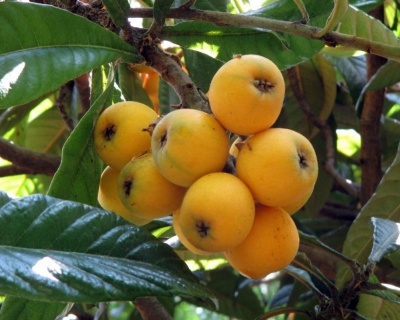 Мушмула "Морозко"