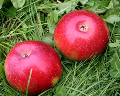 Яблоня колоновидная "Останкино"