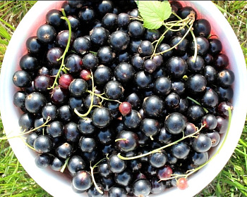 Смородина "Ядреная"