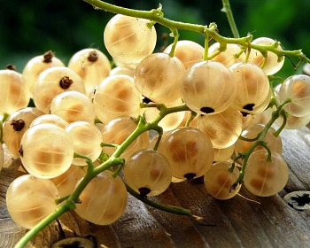 Смородина белая "Версальская"