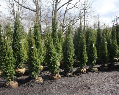 Ель обыкновенная "Купрессина"
