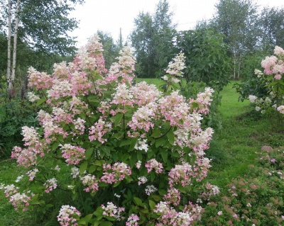 Гортензия метельчатая "Пинк Даймонд" (Pink Diamond)