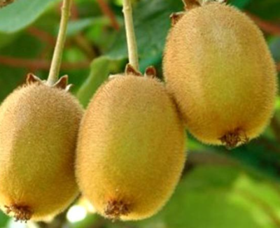 Киви "Монти"