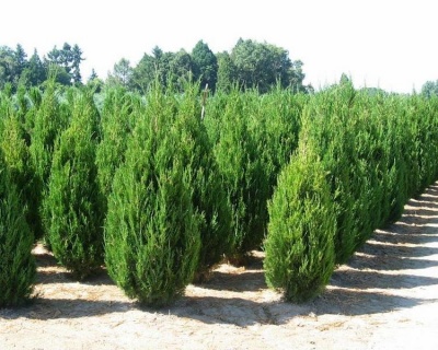 Можжевельник Китайский "Спартан"