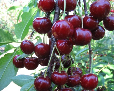 Вишня "Новодворская"