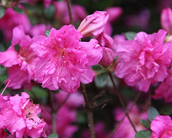 Азалия японская "Петтикоут"