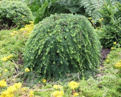 Тсуга канадская "Пендула"