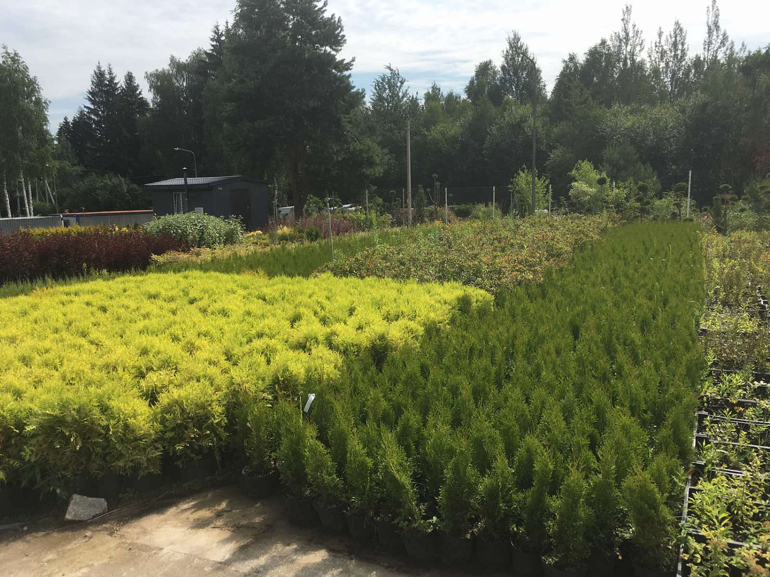 Питомник "ZelenSad"