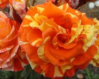 Роза Флорибунда «Оранджес энд Лемонс» 