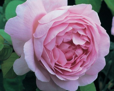 Пионовидная Роза «Констанс Спрай»