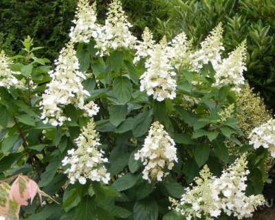 Гортензия метельчатая "Киушу" (Kyushu)