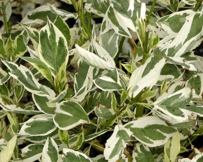 Дерен отпрысковый "Вайт Голд" (White Gold)