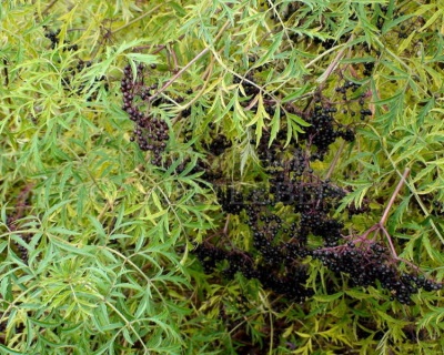 Бузина черная "Лациниата"