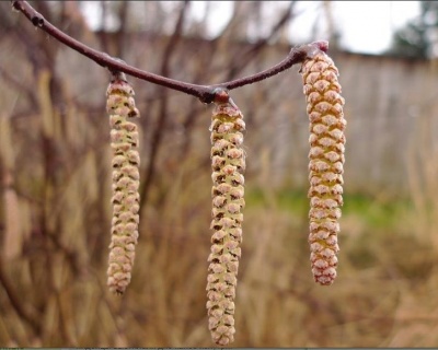 Береза бумажная