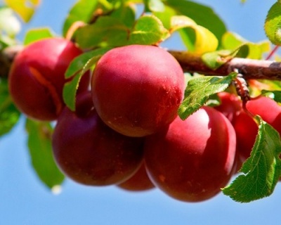 Слива колоновидная "Рубин"