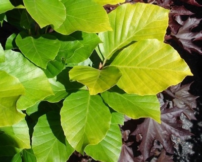 Бук лесной "Дэвик Голд"