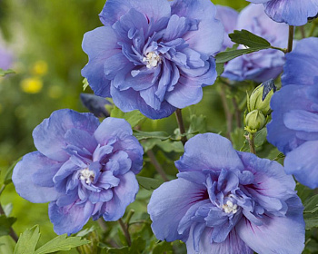 Гибискус «Блю Шифон»